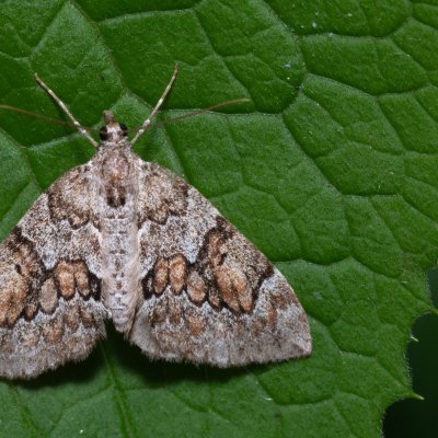 Thera variata (píďalka proměnlivá), Kateřinská jeskyně