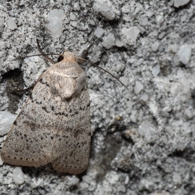Hoplodrina respersa (blýskavka kropenatá), HR, Jablanac