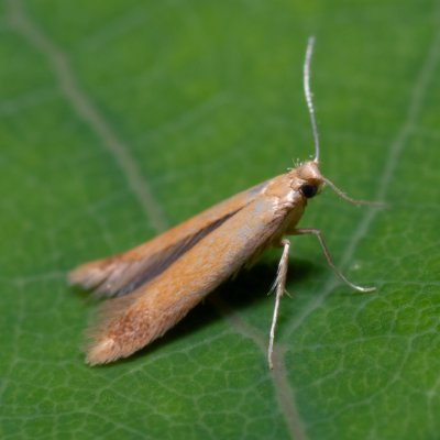 Tischeria ekebladella (minovníček dubový), Hády