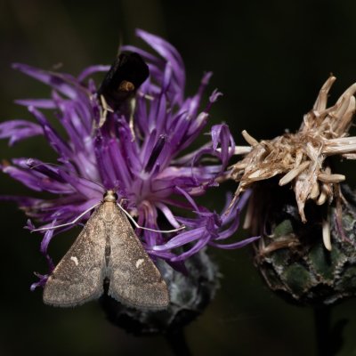 Dolicharthria punctalis (-), PR Kamenný vrch