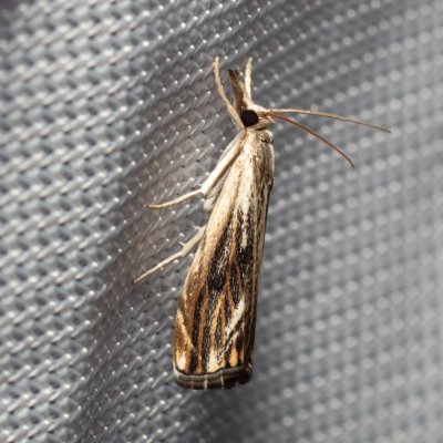 Catoptria verellus (-), PR Turold
