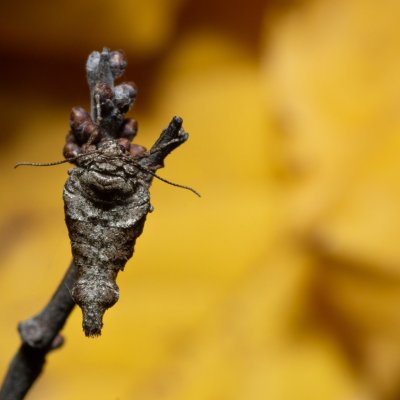 Agriopis bajaria (tmavoskvrnáč třešňový), PR Kamenný vrch