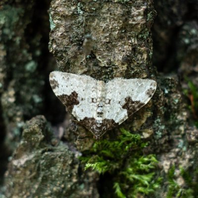 Xanthorhoe fluctuata (píďalka křenová), Podkomorské lesy