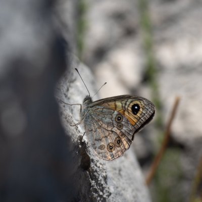 Lasiommata maera (okáč ječmínkový), GR, Pantokrator, Korfu