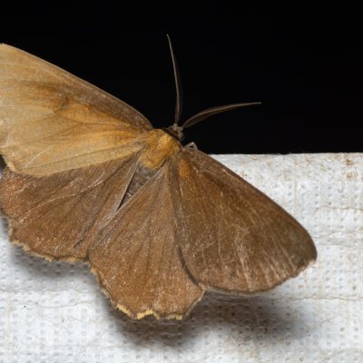 Angerona prunaria (zejkovec trnkový), Augšperský potok