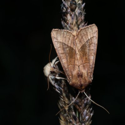 Hydraecia micacea (šedavka luční), PP Bobrava