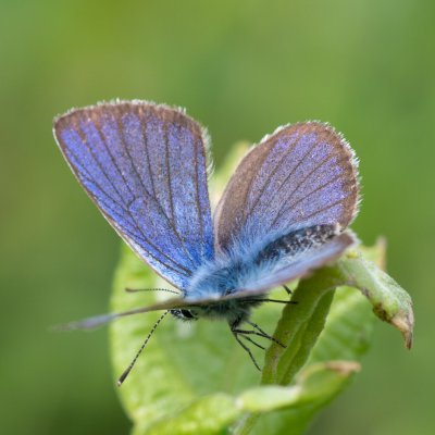 Cyaniris semiargus (modrásek lesní), SK, Štôla