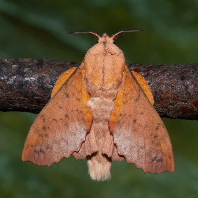 Gastropacha populifolia (bourovec osikový), Hrabětice
