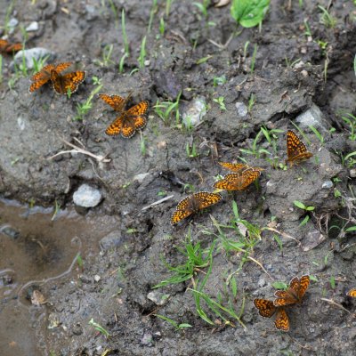 Melitaea athalia (hnědásek jitrocelový), NS Bučín