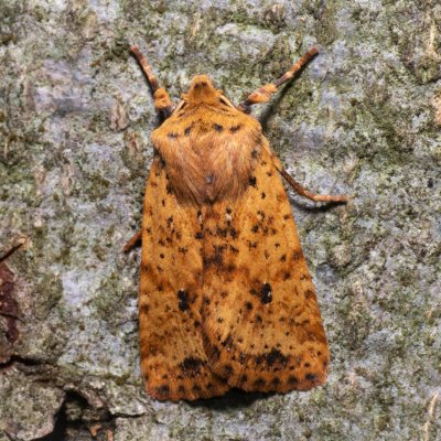 Conistra rubiginea (zimovnice rezavá), Kývalka