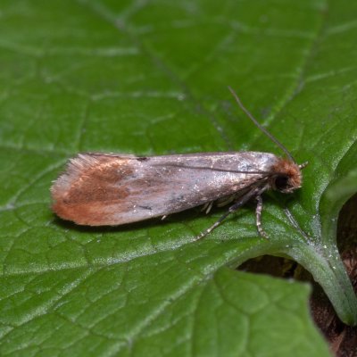 Tinea semifulvella (mol žlutavý), Žebětín