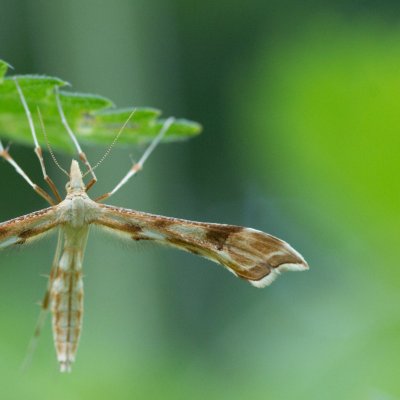 Gillmeria ochrodactyla (pernatuška vratičová), Helenčina studánka