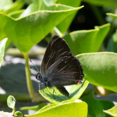 Satyrium ilicis (ostruháček česvinový), HR, Jablanac