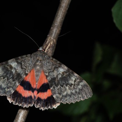 Catocala elocata (stužkonoska topolová), Bratčice