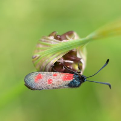 Zygaena loti (vřetenuška kozincová), Ochoz u Brna