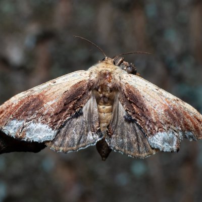 Ptilodon cucullina (hřbetozubec břekový), Žebětín