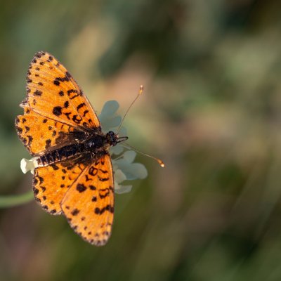 Melitaea didyma (hnědásek květelový), PP Černice