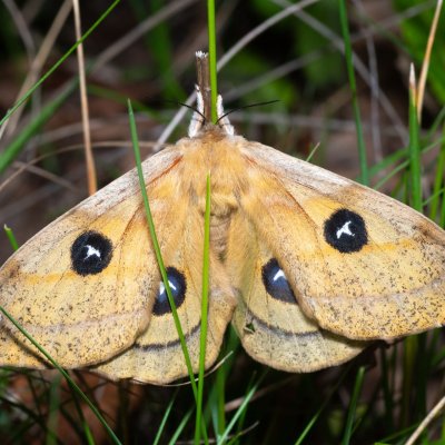 Aglia tau (martináč bukový), NPP Malhotky