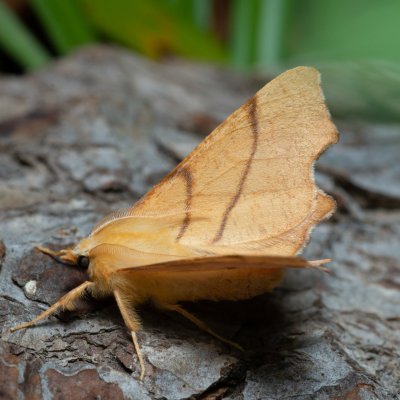 Ennomos erosaria (zejkovec lipový), Kývalka