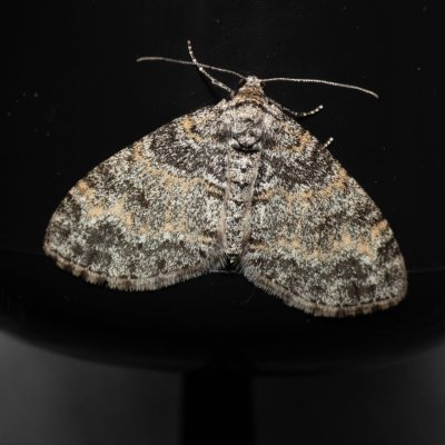 Lobophora halterata (šedokřídlec osikový), Augšperský potok