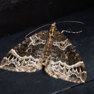 Ecliptopera silaceata (píďalka hnědohlavá), PP Kavky