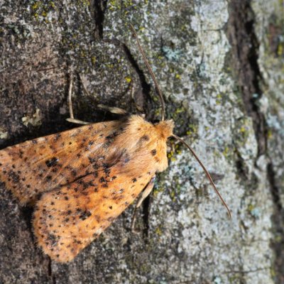 Conistra rubiginea (zimovnice rezavá), Žebětín