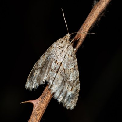 Trichopteryx polycommata (šedokřídlec ptačízobový), PR Kamenný vrch