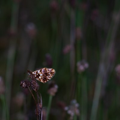 Boloria dia (perleťovec nejmenší), Žebětín