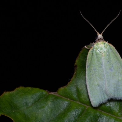 Tortrix viridana (obaleč dubový), Kývalka