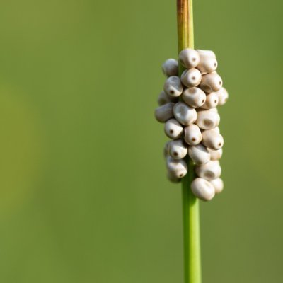 Macrothylacia rubi (bourovec ostružiníkový), PR Kamenný vrch