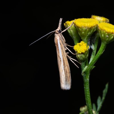 Agriphila tristella (travařík travní), Kývalka