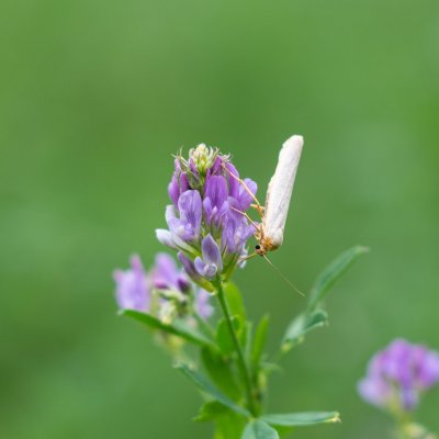 Eilema sp., Žebětín