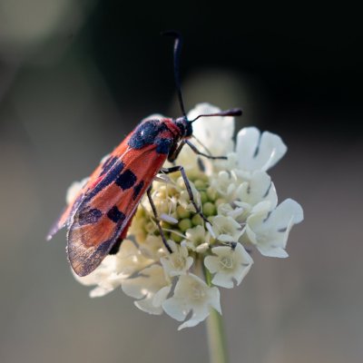 Zygaena laeta (vřetenuška pozdní), PR Kamenný vrch