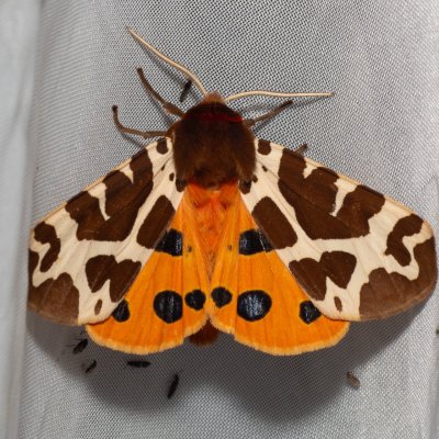 Arctia caja (přástevník medvědí), Hrabětice