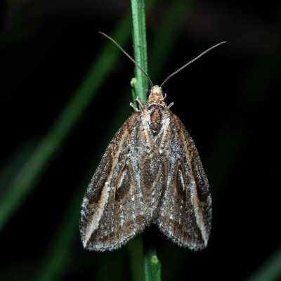 Chesias legatella (píďalka janovcová), PP Zlobice