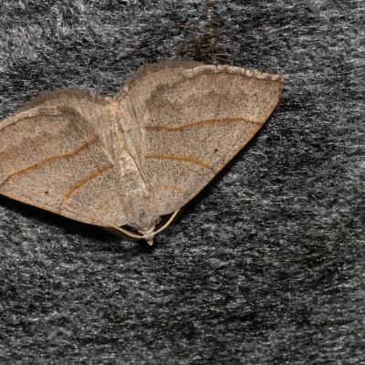 Scotopteryx mucronata/luridata (vlnočárník podobný/vřesový), Kývalka