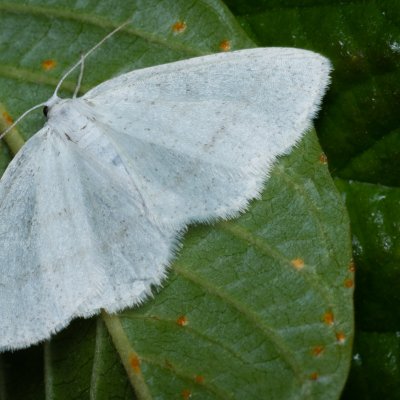 Cabera pusaria (světlokřídlec obecný), Augšperský potok