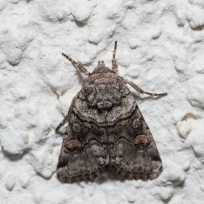 Cleoceris scoriacea (jasnobarvec bělozářkový), HR, Jablanac