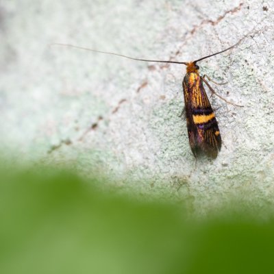 Adela croesella (adéla zdobená), NPP Jeskyně Pekárna