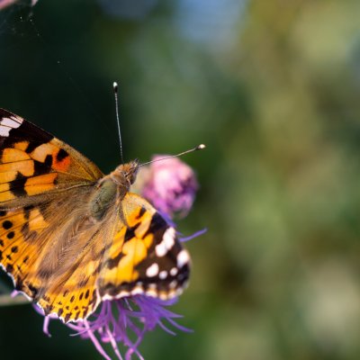 Vanessa cardui (babočka bodláková), PR Kamenný vrch