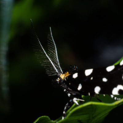 Euplocamus anthracinalis (mol ozdobný), Čebínský kopec