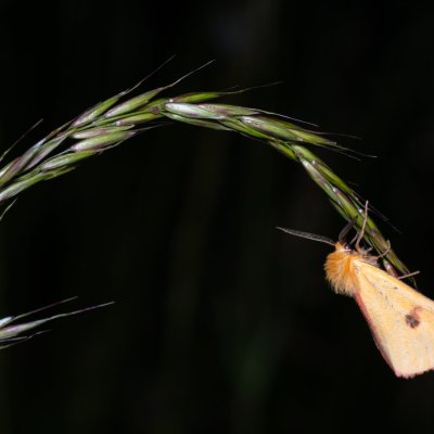 Diacrisia sannio (přástevník chrastavcový), PR Kamenný vrch