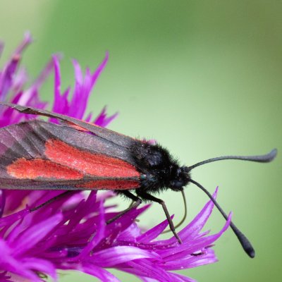 Zygaena brizae (vřetenuška třeslicová), SK, Štôla