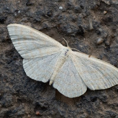 Scopula immutata (vlnopásník pětipásný), Heroltice