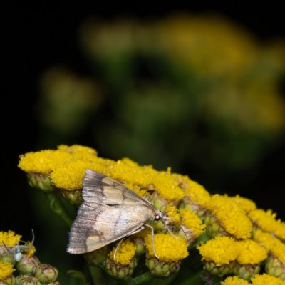 Evergestis limbata (zavíječ hnědopásný), Helenčina studánka
