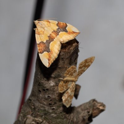 Cidaria fulvata (píďalka žlutá), Žebětín