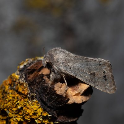 Orthosia populeti (jarnice topolová), Hády - odkaliště
