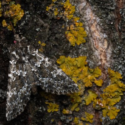 Polymixis polymita (pestroskvrnka hnědoskvrnná), PP Na cvičišti