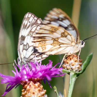 Melanargia galathea (okáč bojínkový), PP Augšperský potok