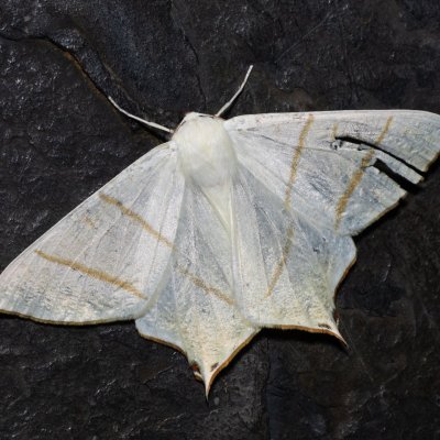 Ourapteryx sambucaria (zejkovec bezový), PR Turold